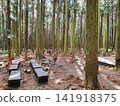 Wooden Benches and Deck Stage in Dense Cedar Forest 141918375