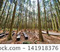 Wooden Benches and Deck Stage in Dense Cedar Forest 141918376