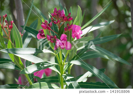 蓮花japonicus 蓮花japonicus 141918806