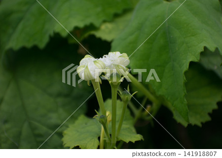 一朵枯萎的蛇瓜花 一朵枯萎的蛇瓜花 141918807