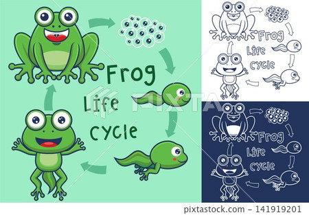 Vector cartoon of funny frog life cycle illustration Vector cartoon of funny frog life cycle illustration 141919201