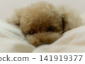 一隻玩具貴賓犬懶洋洋地趴在墊子上 141919377