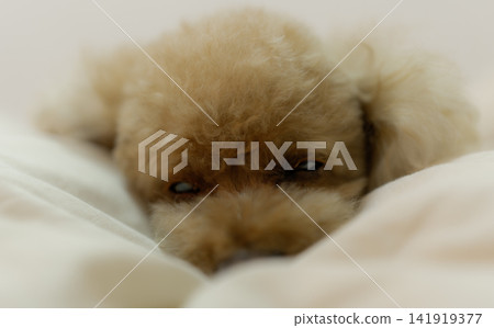 A toy poodle looking sleepy on a cushion A toy poodle looking sleepy on a cushion 141919377