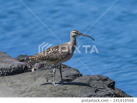 Red Curlew standing on a rocky place Red Curlew standing on a rocky place 141919508