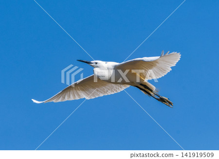 Kosagi flying in the blue sky back 141919509
