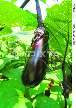 A scene of eggplants growing in a field. A scene of eggplants growing in a field. 141919607