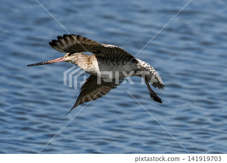 A Bar-tailed Godwit flying near the water's surface. A Bar-tailed Godwit flying near the water's surface. 141919703