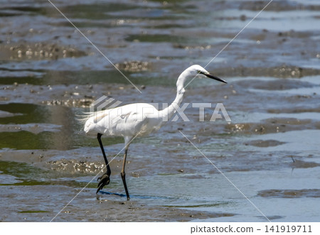 Great egret walking on tidal flats 141919711