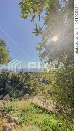 Vertical view of sunbeams shining through green olive tree leaves on a Mediterranean sea horizon and coastal hill landscape background stock photo Vertical view of sunbeams shining through green olive tree leaves on a Mediterranean sea horizon and coastal hill landscape background stock photo 141920134