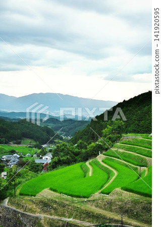 Cloudy skies and beautiful green terraced rice fields 141920595