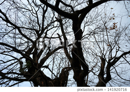 Detailed close up view of complex dark bare tree branches spreading against the cloudy sky Detailed close up view of complex dark bare tree branches spreading against the cloudy sky 141920716