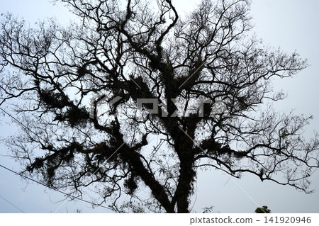 Majestic silhouette of large bare tree with detailed winding branches against overcast sky 141920946