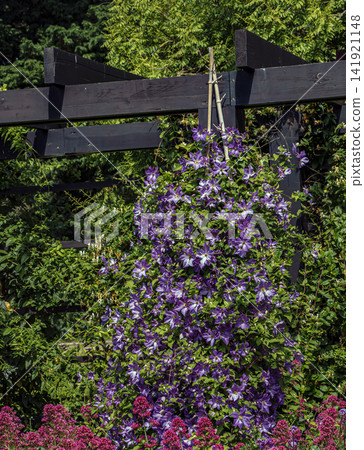 Large Flowered Clematis Hybrid Blooming on Garden Trellis Large Flowered Clematis Hybrid Blooming on Garden Trellis 141921148