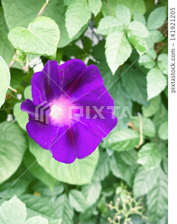 深紫色牽牛花 深紫色牽牛花 141921205
