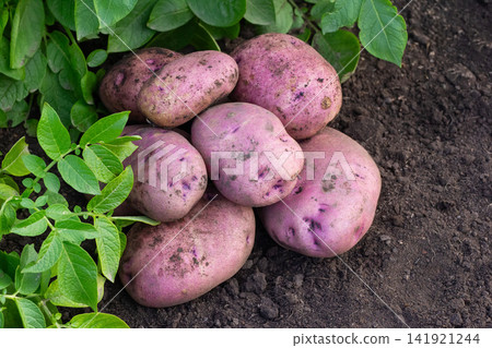 Big red potatoes gathered in the garden in autumn. 141921244
