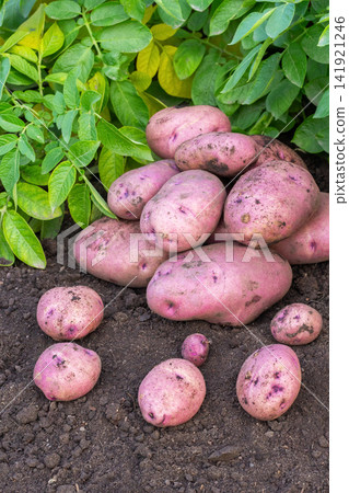 Big red potatoes gathered in the garden in autumn. Big red potatoes gathered in the garden in autumn. 141921246