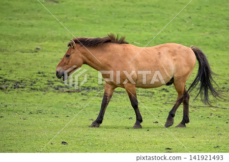 Przewalski's horse in a clearing Przewalski's horse in a clearing 141921493