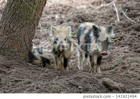 Young wild boars in the forest Young wild boars in the forest 141921494