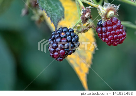 Blackberry on a bush Blackberry on a bush 141921498