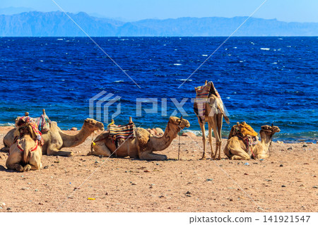 Camels on the shore of the Red Sea in the Gulf of Aqaba. Dahab, Egypt Camels on the shore of the Red Sea in the Gulf of Aqaba. Dahab, Egypt 141921547