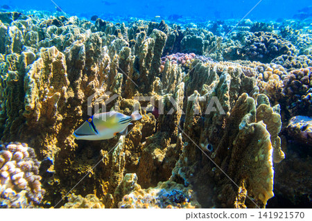 Picasso Triggerfish (Rhinecanthus assasi), also known as the Assasi triggerfish or Arabian picassofish on coral reef in the Red sea in Ras Mohammed national park, Sinai peninsula in Egypt Picasso Triggerfish (Rhinecanthus assasi), also known as the Assasi triggerfish or Arabian picassofish on coral reef in the Red sea in Ras Mohammed national park, Sinai peninsula in Egypt 141921570