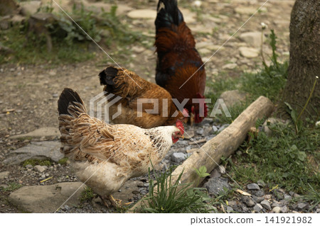 Chickens and Rooster Foraging on Rocky Ground in Rural Yard Chickens and Rooster Foraging on Rocky Ground in Rural Yard 141921982