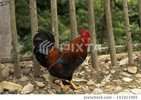 Rooster with Red Comb Standing Near Rustic Wooden Fence Rooster with Red Comb Standing Near Rustic Wooden Fence 141921985