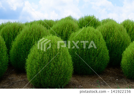 Kochia growing in clusters Kochia growing in clusters 141922156