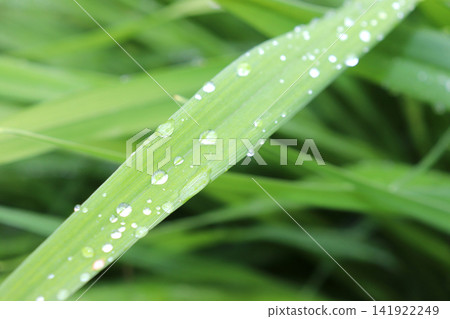A blade of grass with raindrops after rain against a background of grass A blade of grass with raindrops after rain against a background of grass 141922249