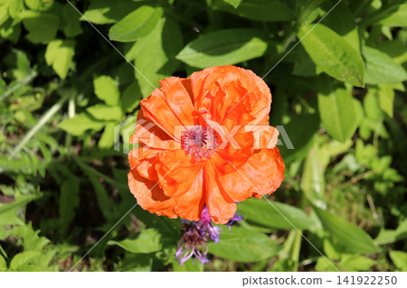 A bright red poppy flower on a sunny summer day in the garden A bright red poppy flower on a sunny summer day in the garden 141922250