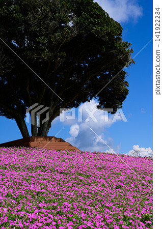 A field of blooming pink petunias. A field of blooming pink petunias. 141922284