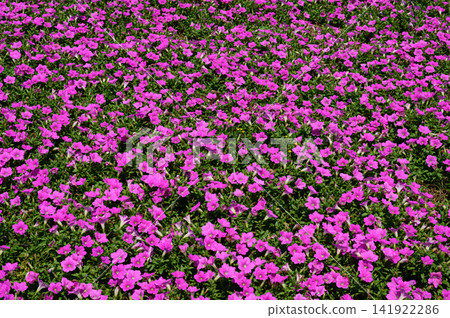 A field of blooming pink petunias. A field of blooming pink petunias. 141922286