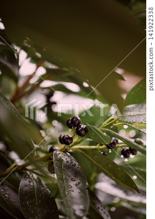 Rainy close-up of cherry laurel hedge with ripening dark berries and water droplets on glossy green leaves in a typical German garden, showing natural texture and detail Rainy close-up of cherry laurel hedge with ripening dark berries and water droplets on glossy green leaves in a typical German garden, showing natural texture and detail 141922338