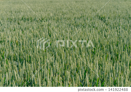Dense green cereal crop growing in a rural field under soft daylight. Perfect stock image for agricultural technology, eco farming, crop health, and organic food supply chains Dense green cereal crop growing in a rural field under soft daylight. Perfect stock image for agricultural technology, eco farming, crop health, and organic food supply chains 141922488