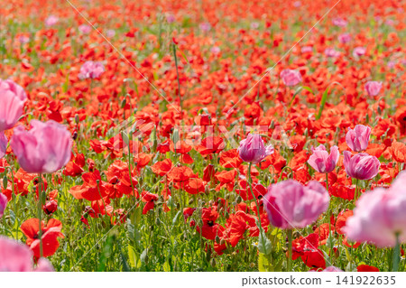 Vibrant field filled with thousands of blooming red poppies and occasional pink flowers. Ideal stock photo for colorful natural textures, summer backgrounds, and eco-friendly campaign art Vibrant field filled with thousands of blooming red poppies and occasional pink flowers. Ideal stock photo for colorful natural textures, summer backgrounds, and eco-friendly campaign art 141922635