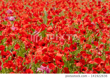 Full-frame background image of a dense, vibrant field of red poppies interspersed with soft pink blossoms. Ideal stock photo for floral textures, summer backdrops, and banner graphic design Full-frame background image of a dense, vibrant field of red poppies interspersed with soft pink blossoms. Ideal stock photo for floral textures, summer backdrops, and banner graphic design 141922636