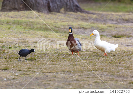 A Mallard and Aylesbury Duck on a grassy field near Wentworth Falls Lake A Mallard and Aylesbury Duck on a grassy field near Wentworth Falls Lake 141922793