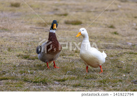 A Mallard and Aylesbury Duck on a grassy field near Wentworth Falls Lake A Mallard and Aylesbury Duck on a grassy field near Wentworth Falls Lake 141922794