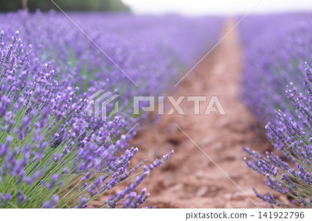 Sunset over a summer lavender field. Landscape with rows of lavender fields Sunset over a summer lavender field. Landscape with rows of lavender fields 141922796