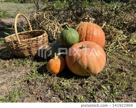A large and small ripe orange pumpkins in a vegetable garden A large and small ripe orange pumpkins in a vegetable garden 141922909