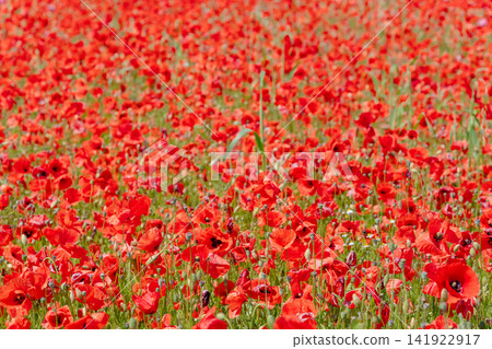 Lush red poppy flower pattern covering the meadow under bright outdoor light. Perfect stock image for organic product packaging, greeting cards, website headers, and environmental art Lush red poppy flower pattern covering the meadow under bright outdoor light. Perfect stock image for organic product packaging, greeting cards, website headers, and environmental art 141922917