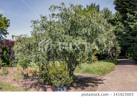 Laburnum Anagyroides Tree with Green Seed Pods in Botanical Garden Laburnum Anagyroides Tree with Green Seed Pods in Botanical Garden 141923005