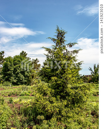 Canadian Hemlock Tsuga Canadensis with Numerous Hanging Cones Canadian Hemlock Tsuga Canadensis with Numerous Hanging Cones 141923010