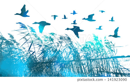 real blue grass silhouette and flying ducks. Reeds silhouette tracing. Vector illustration real blue grass silhouette and flying ducks. Reeds silhouette tracing. Vector illustration 141923090