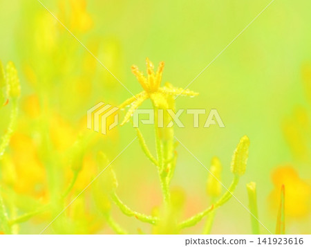 A goldenrod covered in water droplets (afw20260722052836) A goldenrod covered in water droplets (afw20260722052836) 141923616