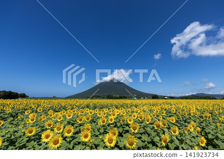 Mount Kaimon stands out against the backdrop of a sunflower field and blue sky. Mount Kaimon stands out against the backdrop of a sunflower field and blue sky. 141923734