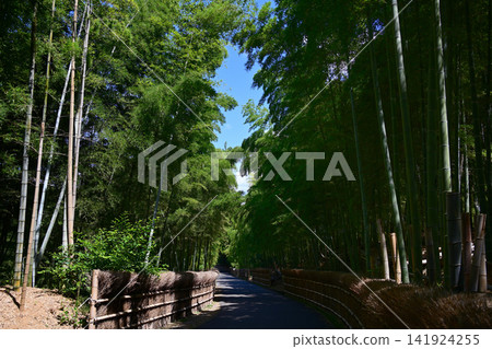 竹林小徑 - 風景 竹林小徑 - 風景 141924255