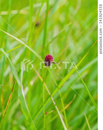 Sanguisorba flowers blooming in the grassland and the insects that visit them: an ecosystem and rich nature Sanguisorba flowers blooming in the grassland and the insects that visit them: an ecosystem and rich nature 141924558