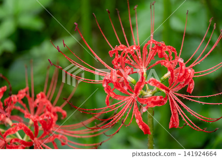 Autumn scenery with raindrops glistening on spider lilies. Autumn scenery with raindrops glistening on spider lilies. 141924664