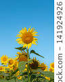 Summer scenery with blue sky and sunflowers - Copy space 141924926